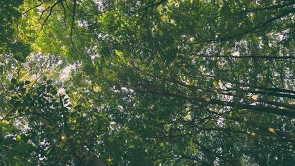 young green forest in the summer, shot vertically