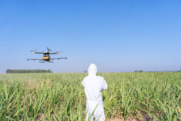 Farmer fly drone spray insecticide using high technology increasing productivity agriculture