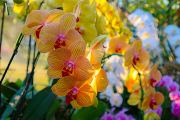 Yellow Orchid, Yellow orchid in garden nature background concept, Streaked orchid flowers, Beautiful orchid flowers.