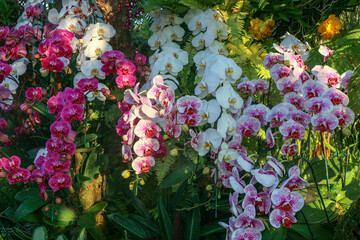 Orchid in garden nature background concept, Streaked orchid flowers, Beautiful orchid flowers.