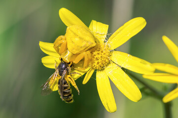 Yellow crab spider, thomisus onustus, on a yellow groundsel flower catching a western honey bee, apis mellifera