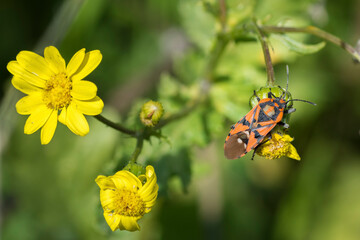 Obraz premium Adult male seed bug, Spilostethus Pandurus