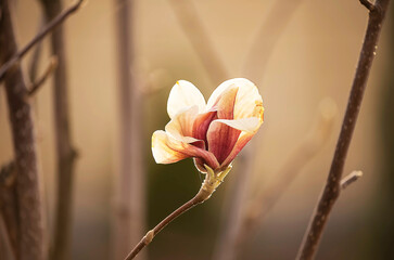 Delicate magnolia flower. Art photo in chocolate tones.
