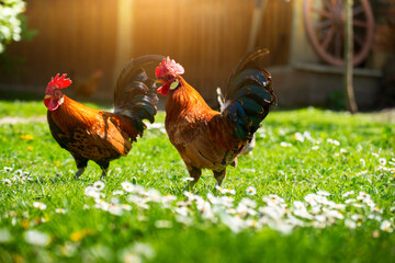 A cock grazing on green backyard grass
