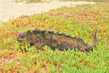 Sea iguana in the Galapagos