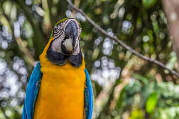 Portrait of a large multicolored macao parrot with bread crumb in its mouth. Ara ararauna (blue-and-yellow or blue-and-gold macaw) lives in the forest, woodland and savannah of tropical South America.