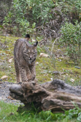 Naklejka premium Beautiful female Iberian lynx in portrait walking on the forest ground towards a tree trunk in sierra morena, jaen, spain