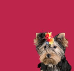 Funny cute young dog on colored background