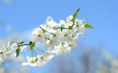 White Cherry Blossom Branch in Spring Garden