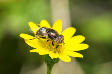 Common Lagoon Fly on a yellow flower, Eristalinus Aeneus