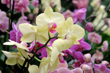 Cream phalaenopsis moth orchids in flower.