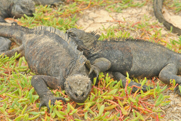 Sea iguana in the Galapagos