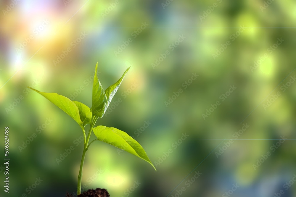 Poster Fresh green plant grow in soil