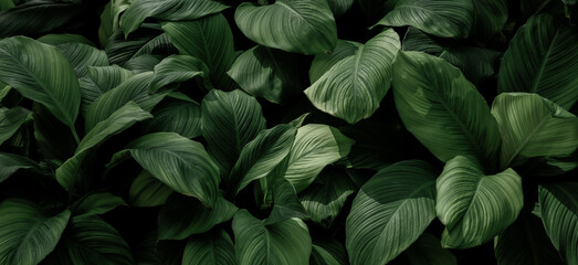 abstract green leaf texture, nature background, tropical leaf	 - obrazy, fototapety, plakaty