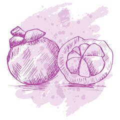 Sketch drawing Mangosteen.  Hand Drawn Tropical Fruit Illustration.