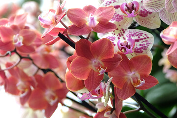 Dusky pink phalaenopsis moth orchids in flower.