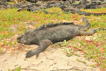 Sea iguana in the Galapagos