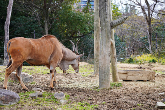 天王寺動物園_エランド Tennoji Zoo_eland © Yoshi
