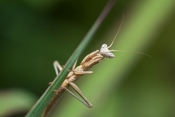 Young Heldreich's dwarf mantis, Ameles Heldreichi, praying mantis on a thin leaf