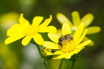 Western Honey Bee on a Groundsel yellow flower, Apis Mellifera