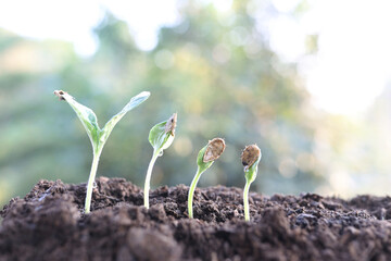 small sprout plant growing closeup