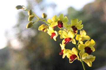 Dendrobium Wild orchid red flower plant closeup