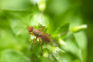 Dung fly, Scathophaga Furcata, on chickweed, Stellaria Media 