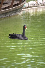 Fototapeta premium black swan on the lake