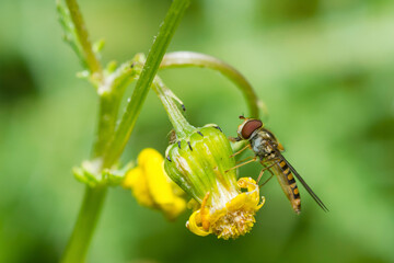Marmalade Hover Fly, Episyrphus Balteatus