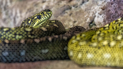 Diamond python, morelia spilota spilota, otherwise known as the carpet python, is a constrictor snake found in southern Australia.