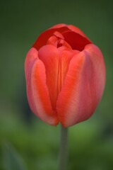red tulip flower