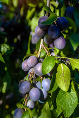 Blue plums ripen on the branches of a tree