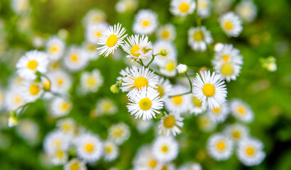 White small daisies blooming on grass background
