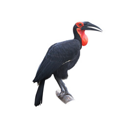 Southern ground-hornbill, Bucorvus leadbeateri, largest hornbill in the world. Black bird with red...