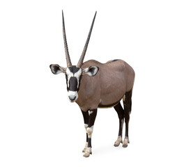 Gemsbok (Oryx gazella) isolated on transparent background clipping path. Any of several African mammals of the family Bovidae distinguished by hollow horns, which, unlike deer, they do not shed.