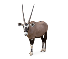 Gemsbok (Oryx gazella) isolated on transparent background clipping path. Any of several African mammals of the family Bovidae distinguished by hollow horns, which, unlike deer, they do not shed.