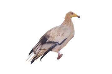 White-headed Vulture isolated on transparent background. White scavenger vulture or pharaoh's chicken (Neophron percnopterus) has white plumage and yellow unfeathered face with hooked bill.