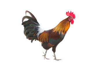Rooster bantam crows (poultry) chickens isolate on white background. Jungle fowl  with clipping...