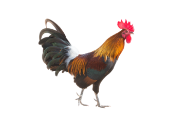 Rooster bantam crows (poultry) chickens isolate on white background. Jungle fowl  with clipping path and alpha channel.