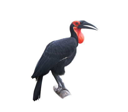 Southern ground-hornbill, Bucorvus leadbeateri, largest hornbill in the world. Black bird with red face walking isolated on White Background . Animal in the habitat, Moremi, Okavango delta, Botswana.