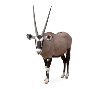 Gemsbok (Oryx gazella) isolated on transparent background clipping path. Any of several African mammals of the family Bovidae distinguished by hollow horns, which, unlike deer, they do not shed.