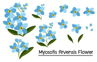 Myosotis arvensis flowers on white background.Eps 10 vector