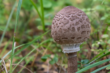 Umbrella variegated, or large (Macrolepiota procera)