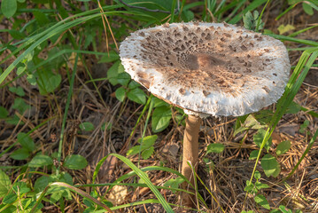 Umbrella variegated, or large (Macrolepiota procera)