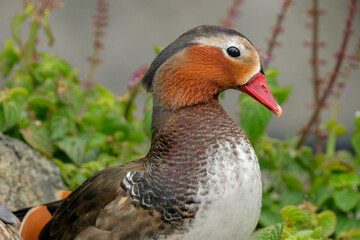 mandarin duck in the zoo