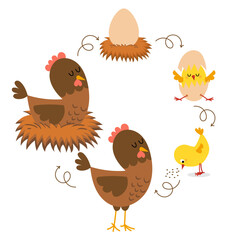 Chicken life cycle. Hatching and growing process of chicken. Stages of chicken growth from egg to hen and adult mother bird.