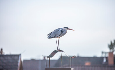 blue heron on the house rooftop 