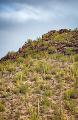 Hill Side View of the Cactus at Organ Pipe Cactus National Monument