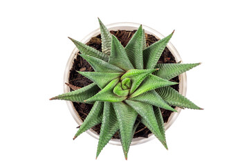 Top view of small cactus plant in white pot - Haworthia limifolia isolated on transparent...