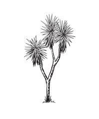 Yucca. Hand drawn black and white tropical tree. Vector illustration. Foliage design. Botanical element isolated on a white background.